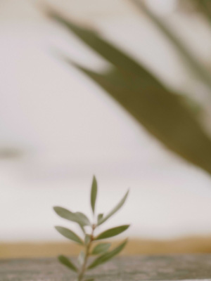 NOBLE 2026 SPRING COLLECTION